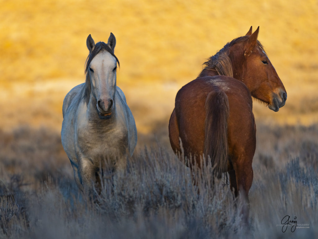 photography of wild horses, photography of sand wash basin wild horses, fine art photography of wild horses, wild horses, wild mustangs