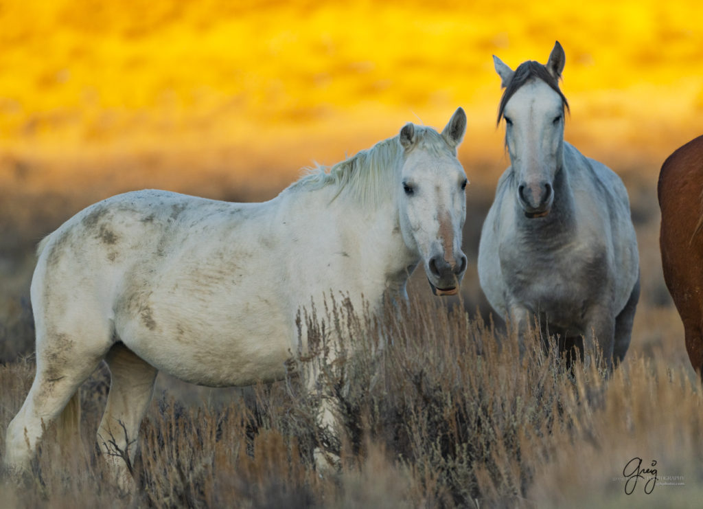 photography of wild horses, photography of sand wash basin wild horses, fine art photography of wild horses, wild horses, wild mustangs