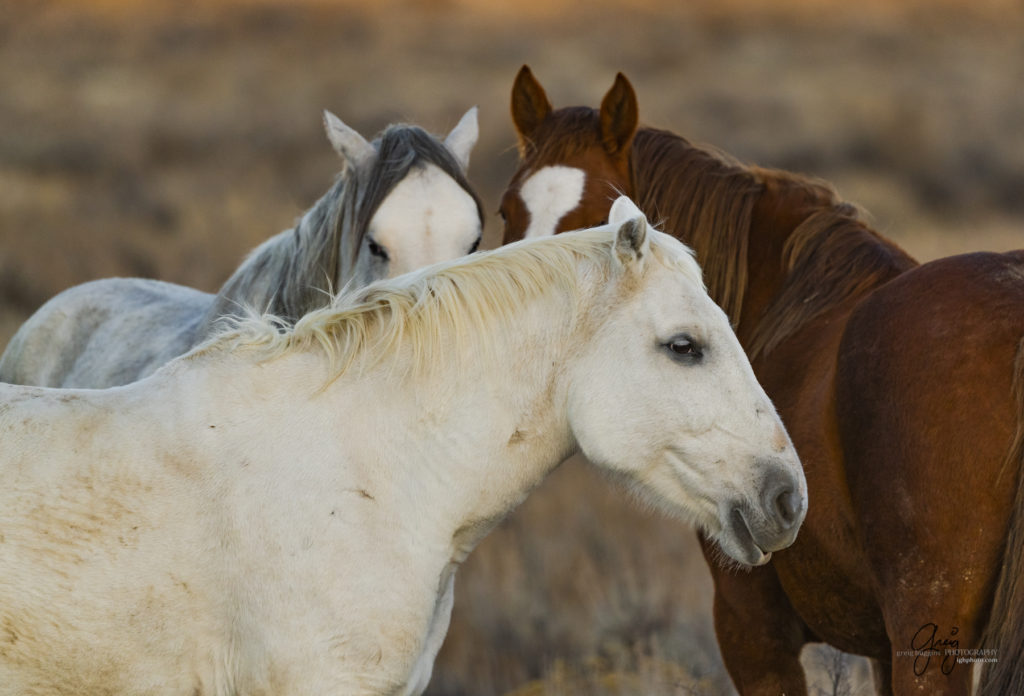 photography of wild horses, photography of sand wash basin wild horses, fine art photography of wild horses, wild horses, wild mustangs