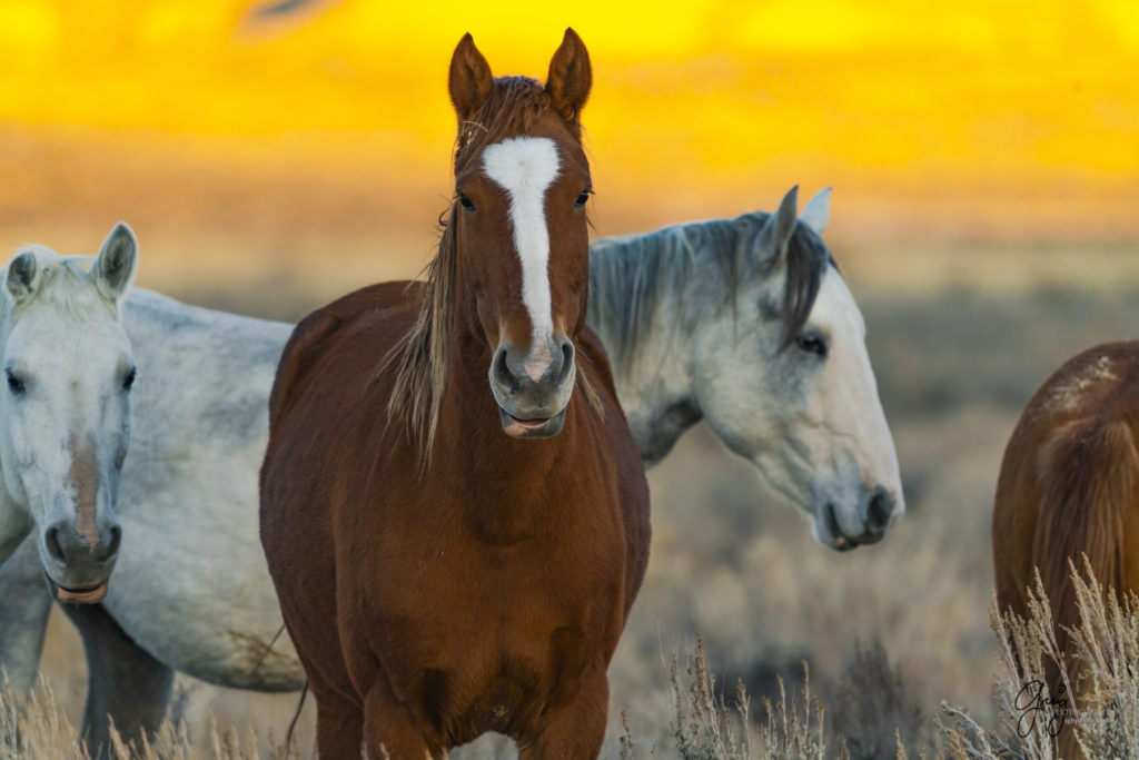 photography of wild horses, photography of sand wash basin wild horses, fine art photography of wild horses, wild horses, wild mustangs