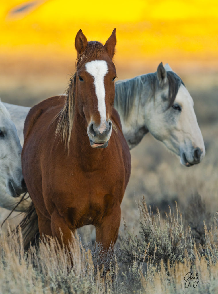 photography of wild horses, photography of sand wash basin wild horses, fine art photography of wild horses, wild horses, wild mustangs