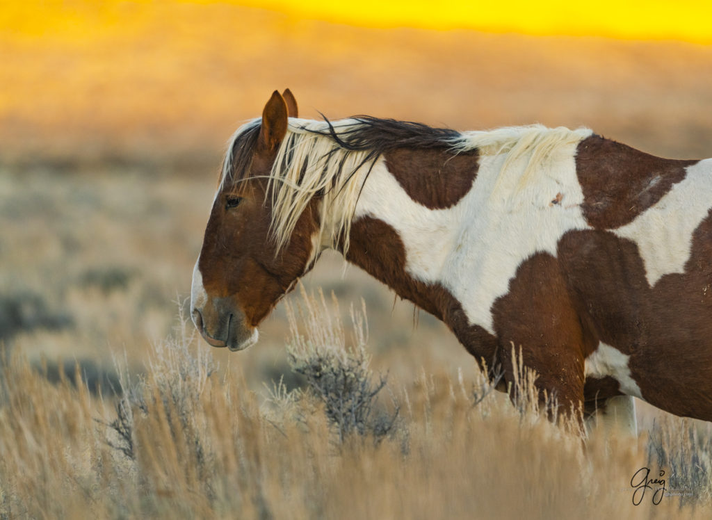 photography of wild horses, photography of sand wash basin wild horses, fine art photography of wild horses, wild horses, wild mustangs