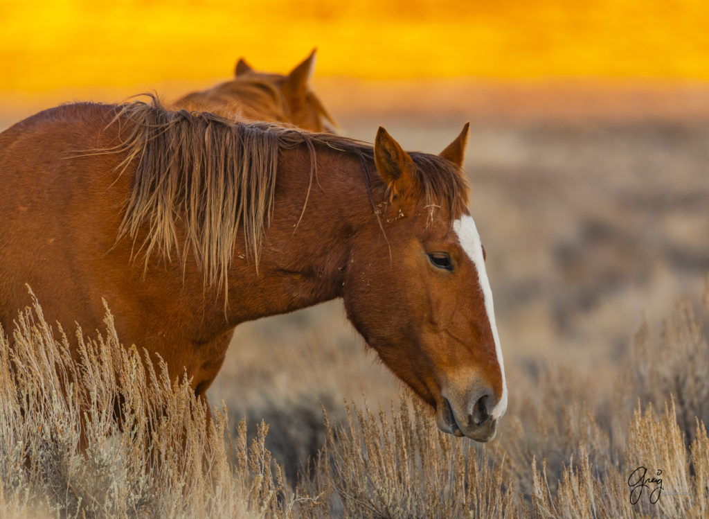 photography of wild horses, photography of sand wash basin wild horses, fine art photography of wild horses, wild horses, wild mustangs