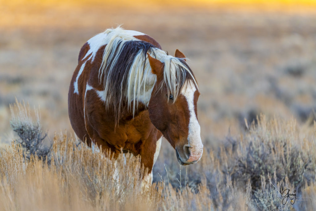 photography of wild horses, photography of sand wash basin wild horses, fine art photography of wild horses, wild horses, wild mustangs