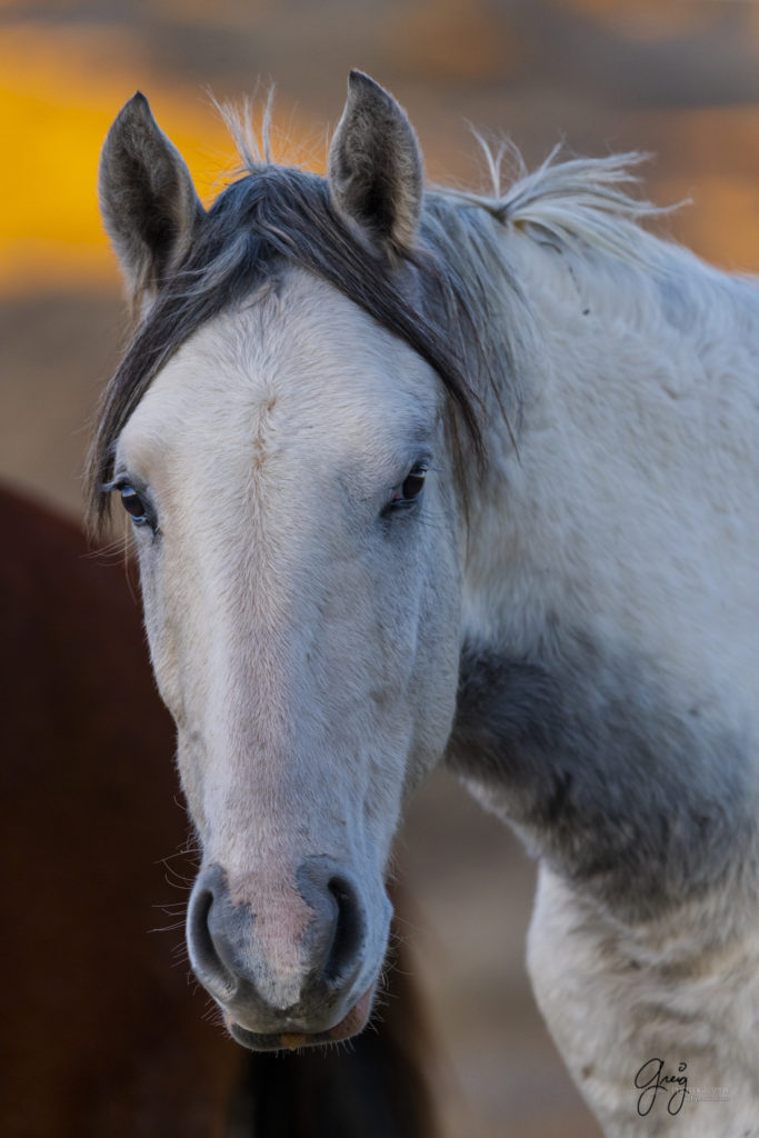 photography of wild horses, photography of sand wash basin wild horses, fine art photography of wild horses, wild horses, wild mustangs