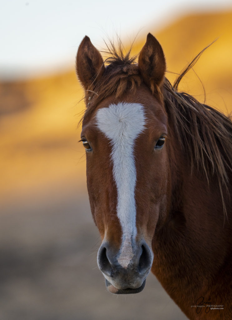 photography of wild horses, photography of sand wash basin wild horses, fine art photography of wild horses, wild horses, wild mustangs