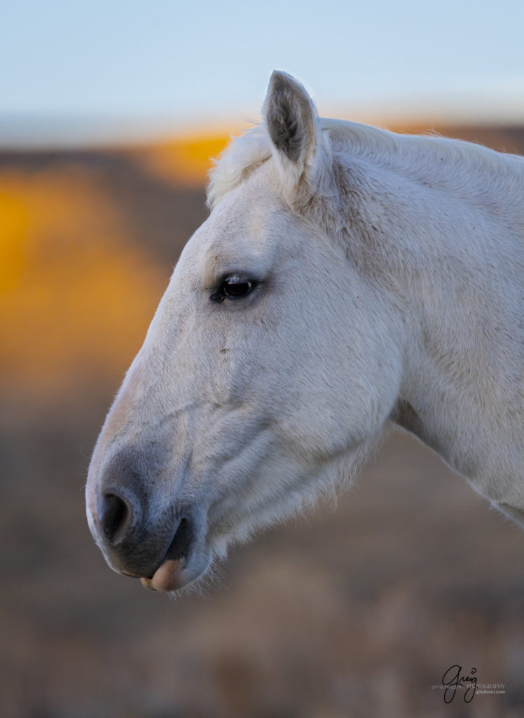 photography of wild horses, photography of sand wash basin wild horses, fine art photography of wild horses, wild horses, wild mustangs