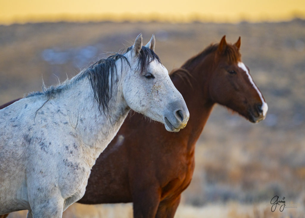 photography of wild horses, photography of sand wash basin wild horses, fine art photography of wild horses, wild horses, wild mustangs