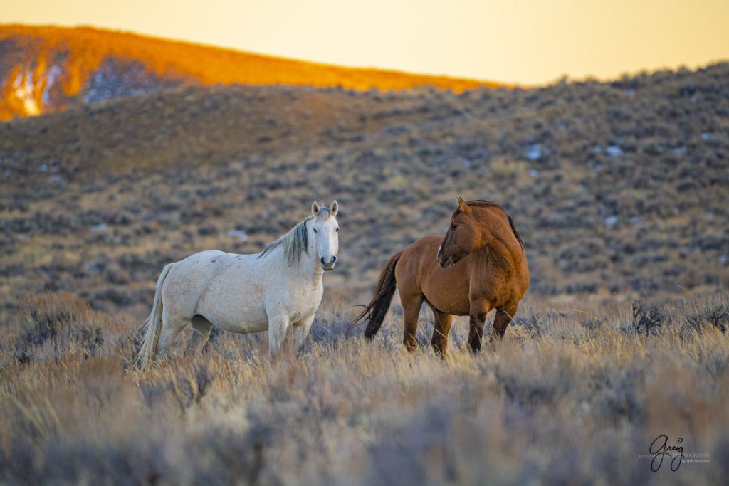 photography of wild horses, photography of sand wash basin wild horses, fine art photography of wild horses, wild horses, wild mustangs