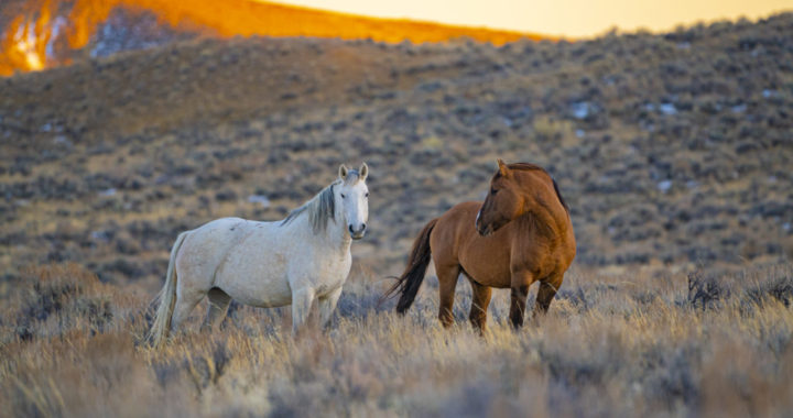 photography of sand wash basin wild horse herd