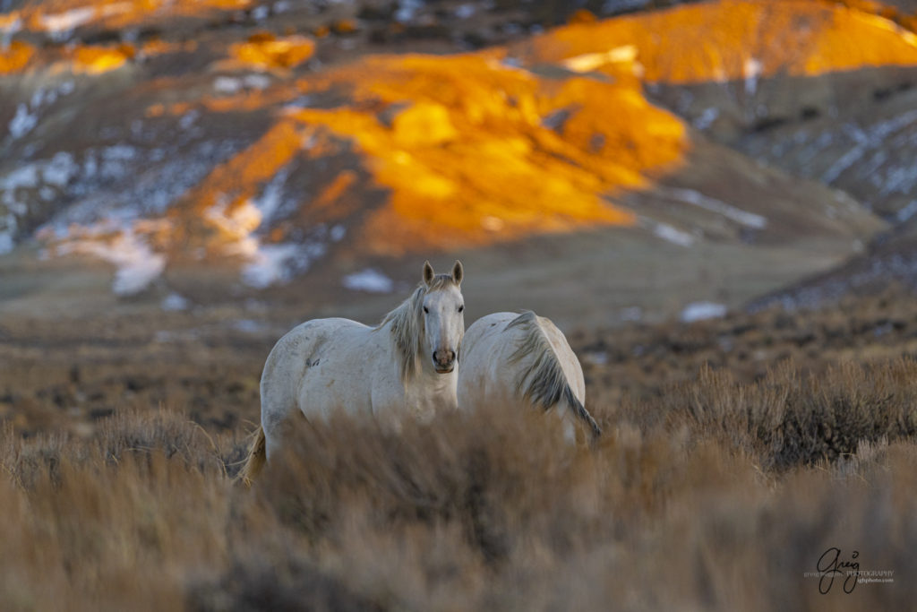 photography of wild horses, photography of sand wash basin wild horses, fine art photography of wild horses, wild horses, wild mustangs