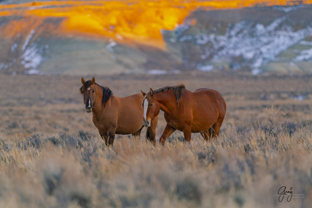 photography of wild horses, photography of sand wash basin wild horses, fine art photography of wild horses, wild horses, wild mustangs
