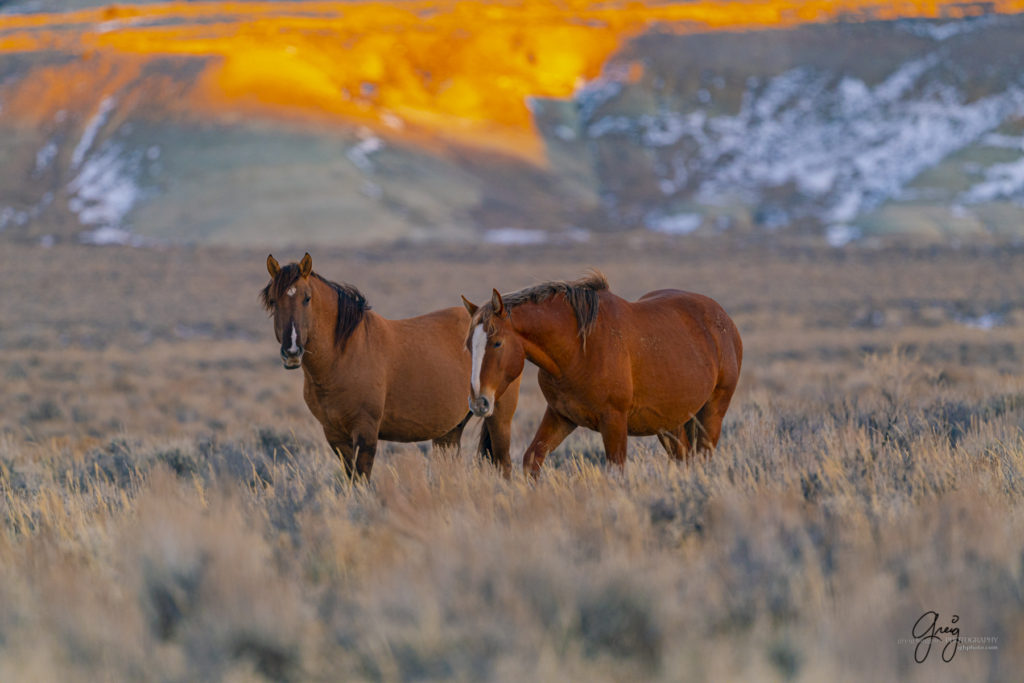 photography of wild horses, photography of sand wash basin wild horses, fine art photography of wild horses, wild horses, wild mustangs