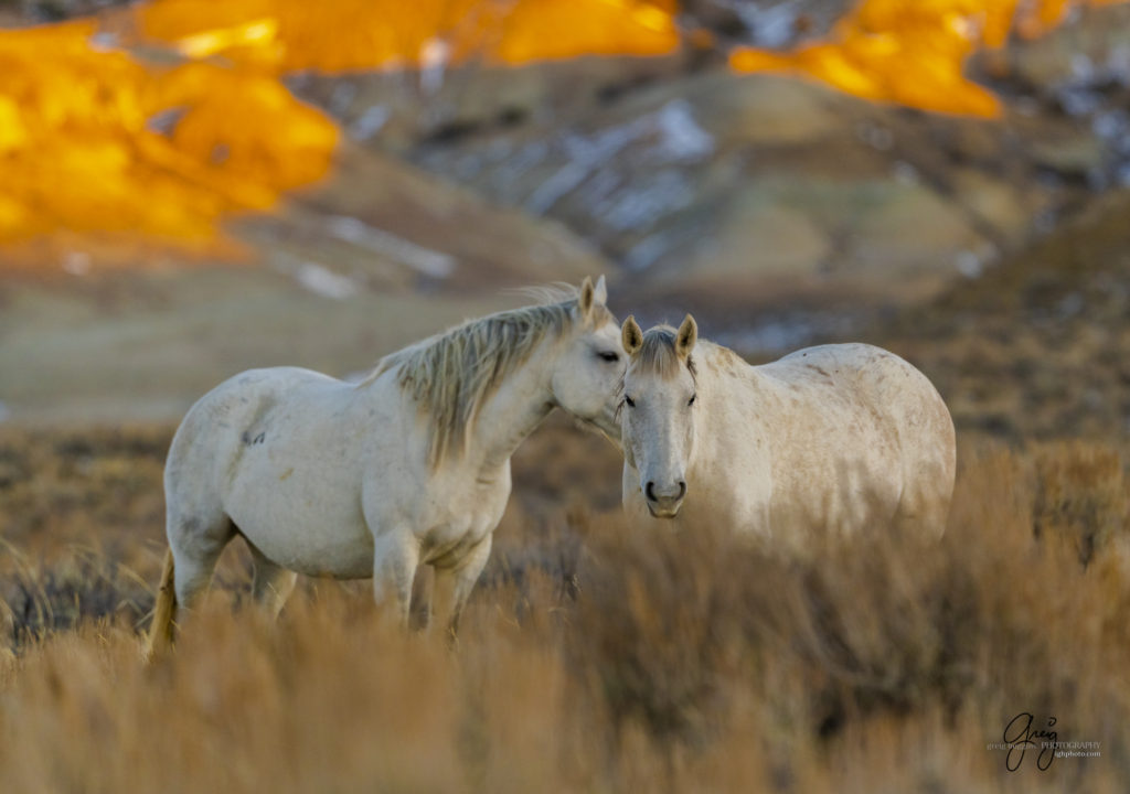 photography of wild horses, photography of sand wash basin wild horses, fine art photography of wild horses, wild horses, wild mustangs