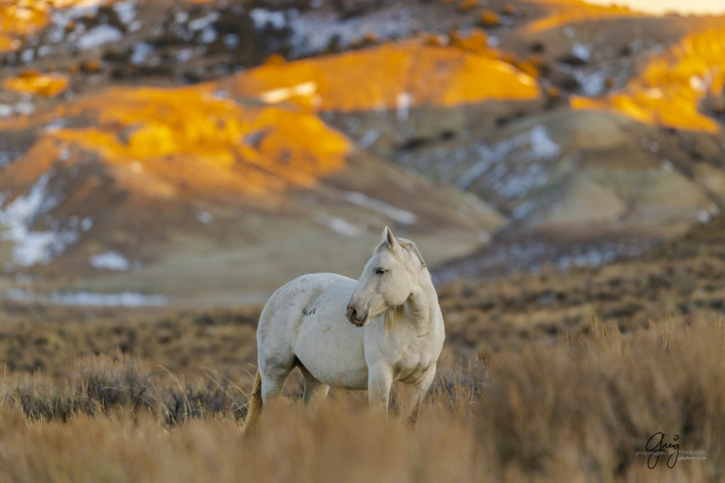 photography of wild horses, photography of sand wash basin wild horses, fine art photography of wild horses, wild horses, wild mustangs