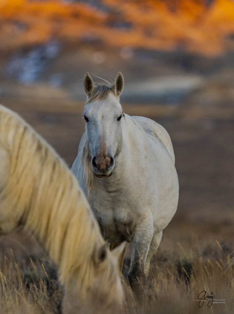 photography of wild horses, photography of sand wash basin wild horses, fine art photography of wild horses, wild horses, wild mustangs