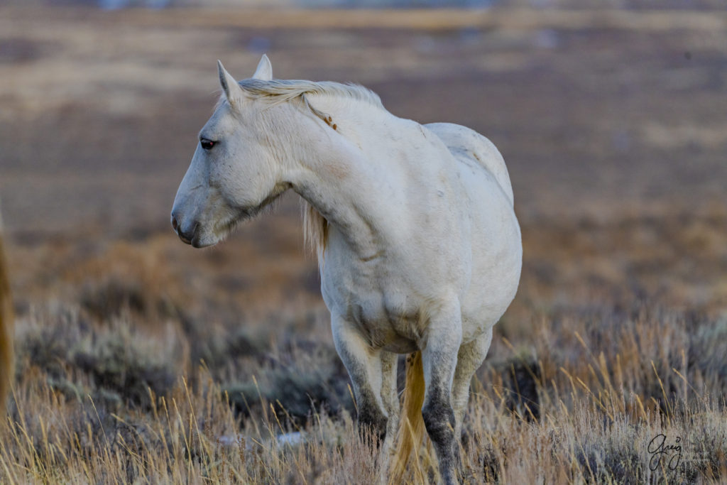 photography of wild horses, photography of sand wash basin wild horses, fine art photography of wild horses, wild horses, wild mustangs