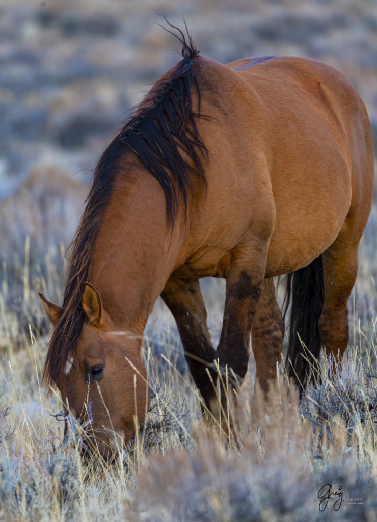 photography of wild horses, photography of sand wash basin wild horses, fine art photography of wild horses, wild horses, wild mustangs