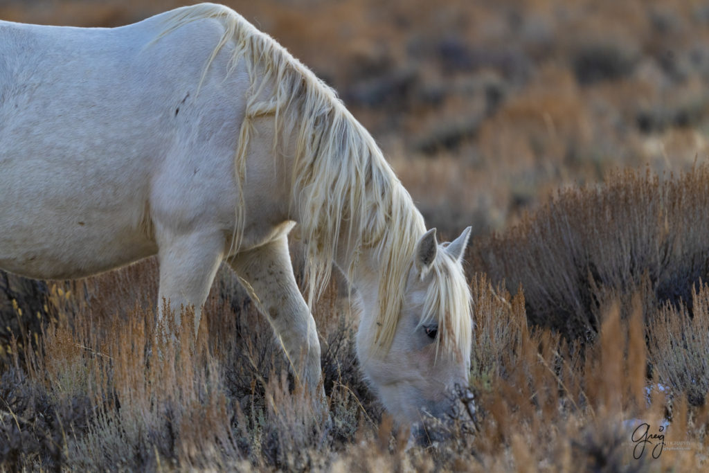 photography of wild horses, photography of sand wash basin wild horses, fine art photography of wild horses, wild horses, wild mustangs