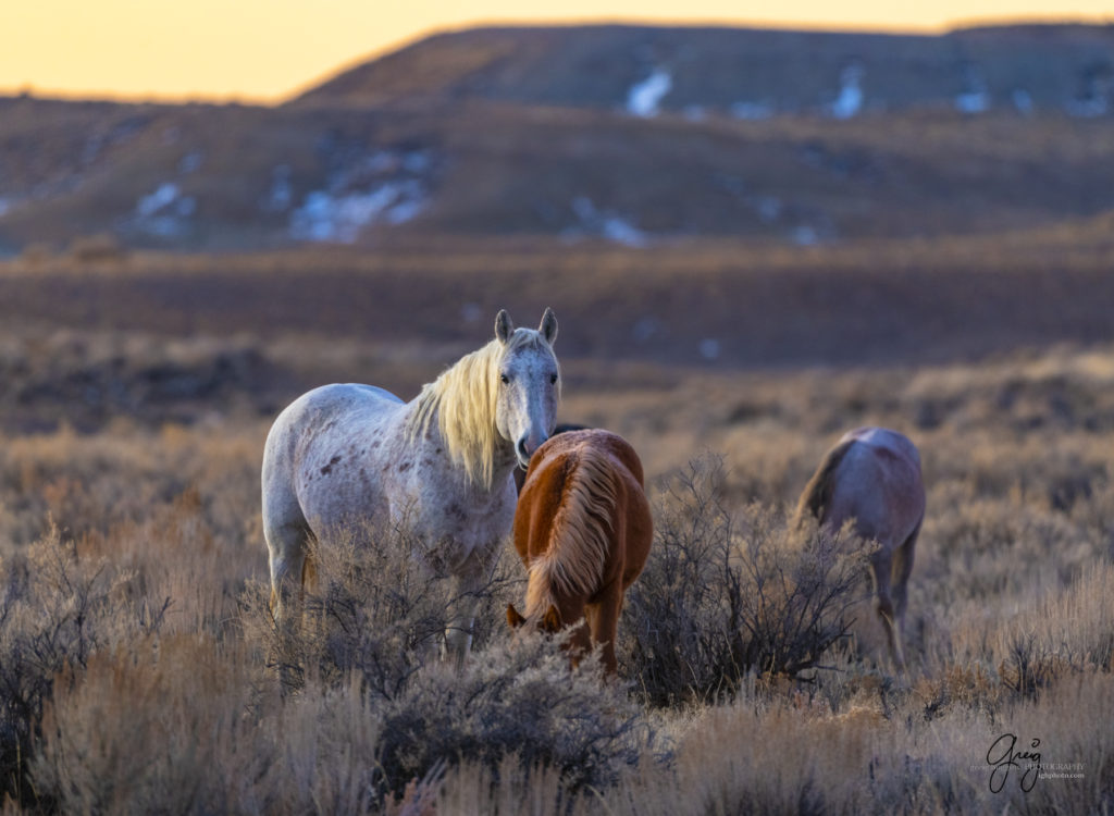 photography of wild horses, photography of sand wash basin wild horses, fine art photography of wild horses, wild horses, wild mustangs