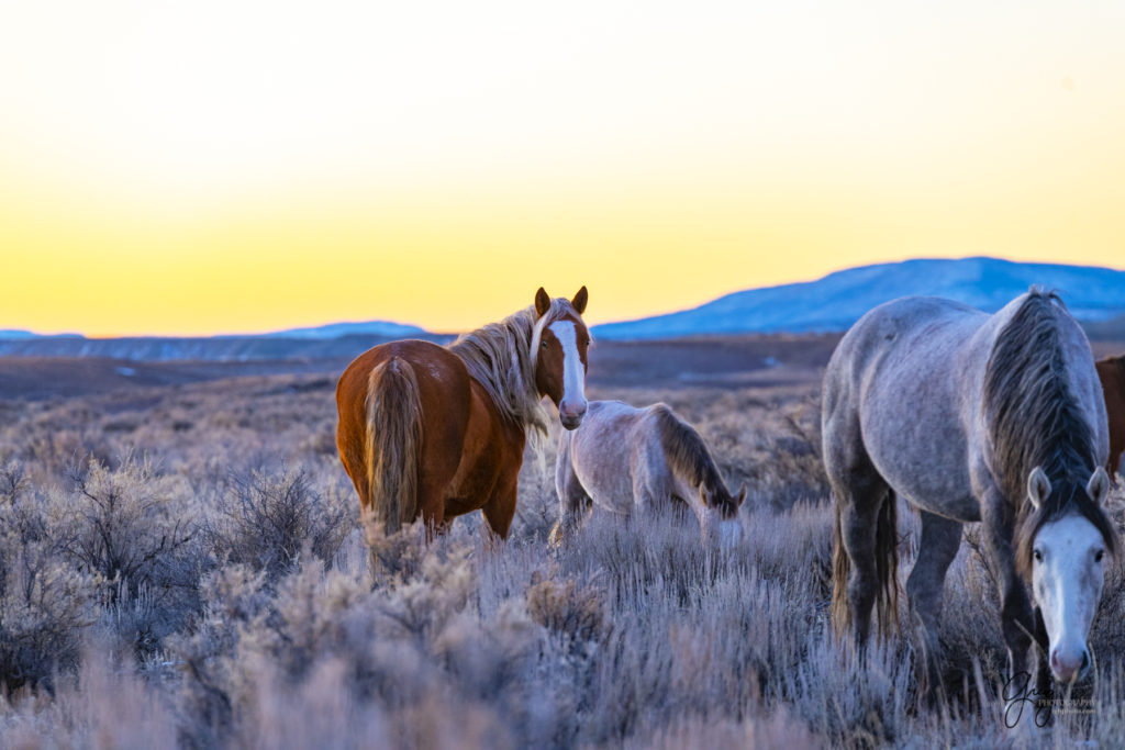 photography of wild horses, photography of sand wash basin wild horses, fine art photography of wild horses, wild horses, wild mustangs