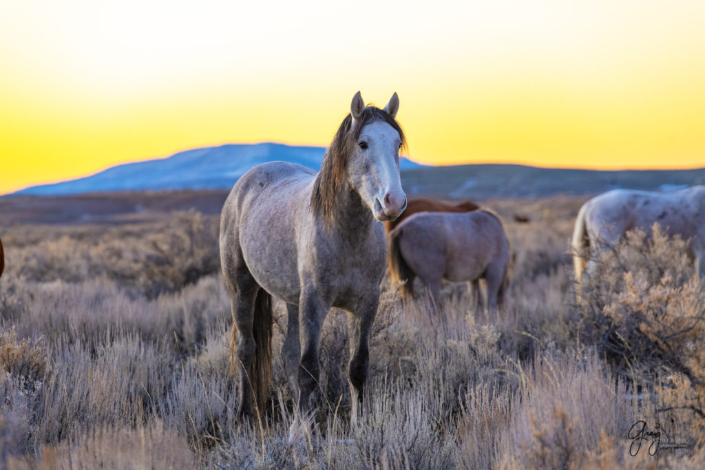 photography of wild horses, photography of sand wash basin wild horses, fine art photography of wild horses, wild horses, wild mustangs