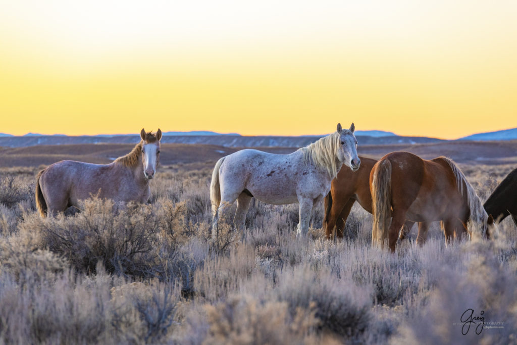 photography of wild horses, photography of sand wash basin wild horses, fine art photography of wild horses, wild horses, wild mustangs