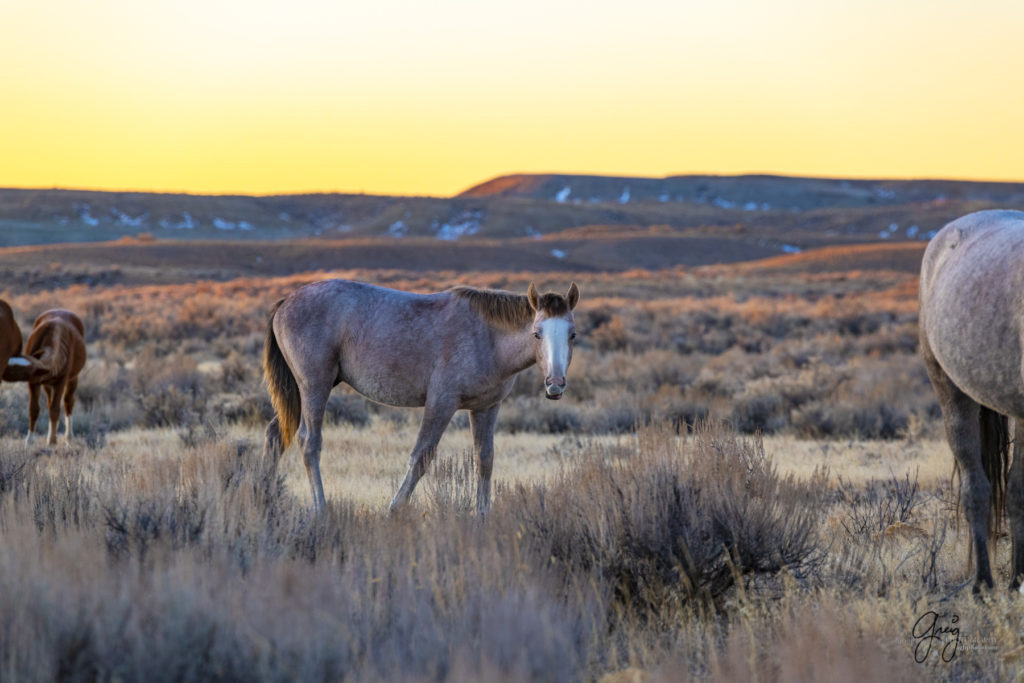 photography of wild horses, photography of sand wash basin wild horses, fine art photography of wild horses, wild horses, wild mustangs