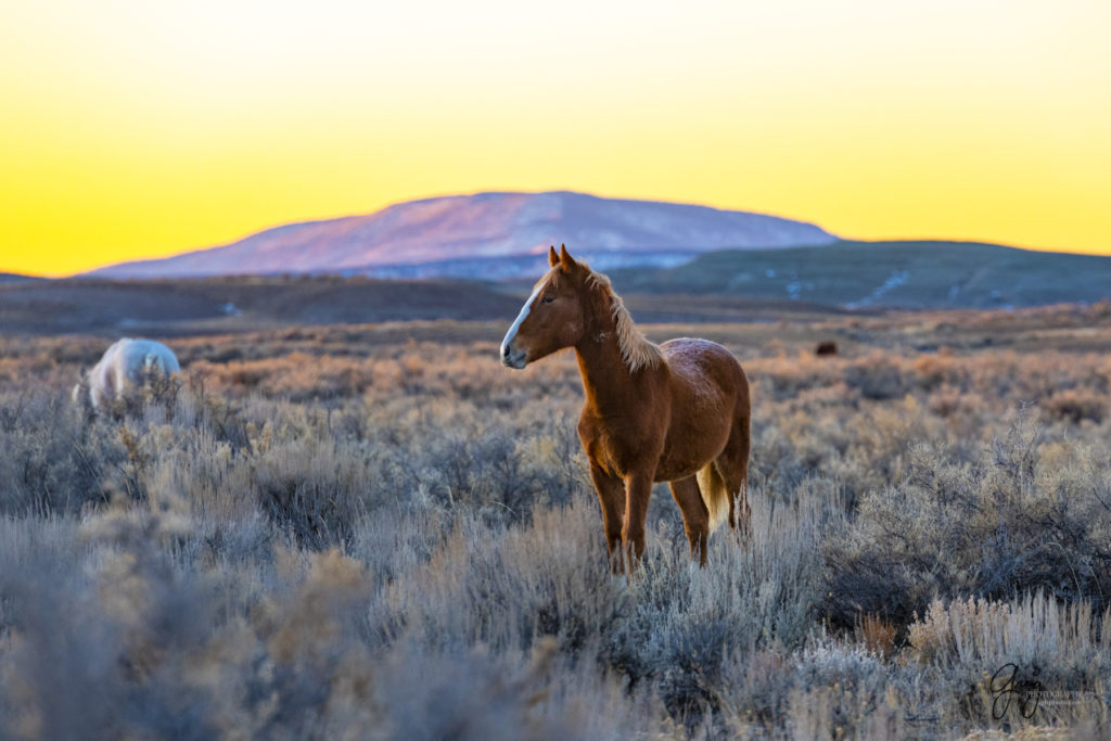 photography of wild horses, photography of sand wash basin wild horses, fine art photography of wild horses, wild horses, wild mustangs