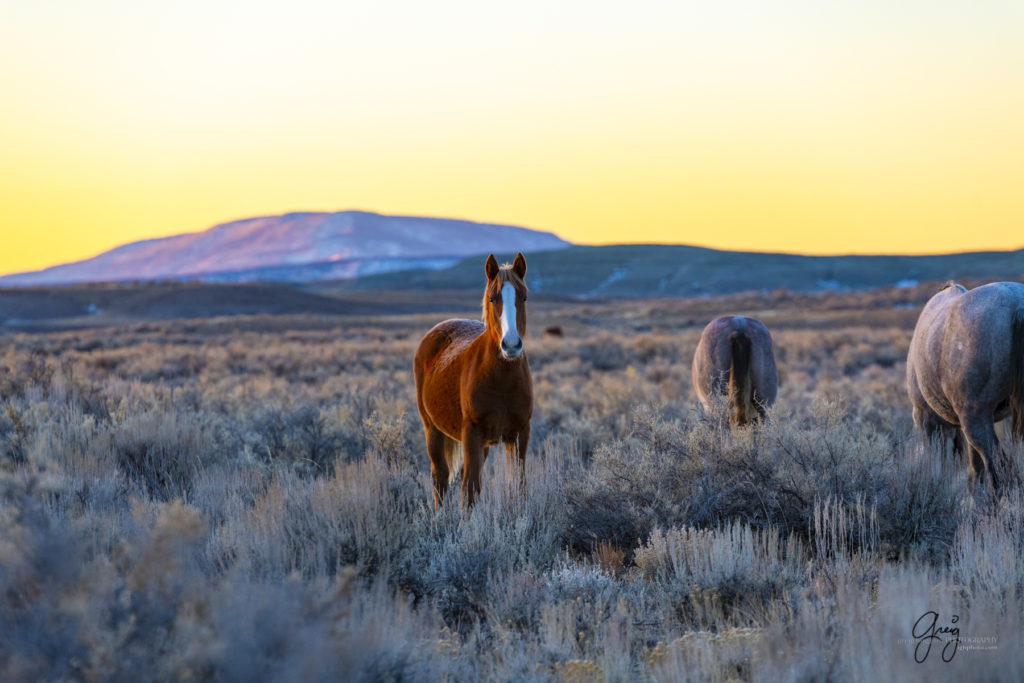 photography of wild horses, photography of sand wash basin wild horses, fine art photography of wild horses, wild horses, wild mustangs