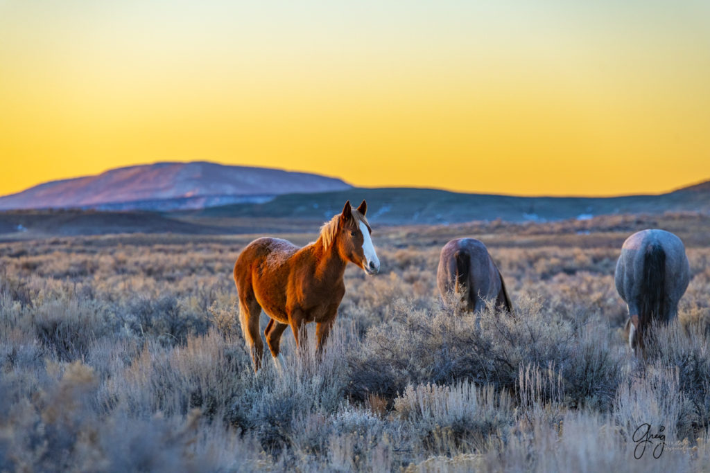 photography of wild horses, photography of sand wash basin wild horses, fine art photography of wild horses, wild horses, wild mustangs