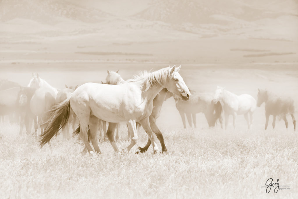 fine art prints of wild horses, fine art photography of wild horses, fine art photos of wild horses, onaqui wild horses, wild horse prints, wild horse photography, wild horse photographers