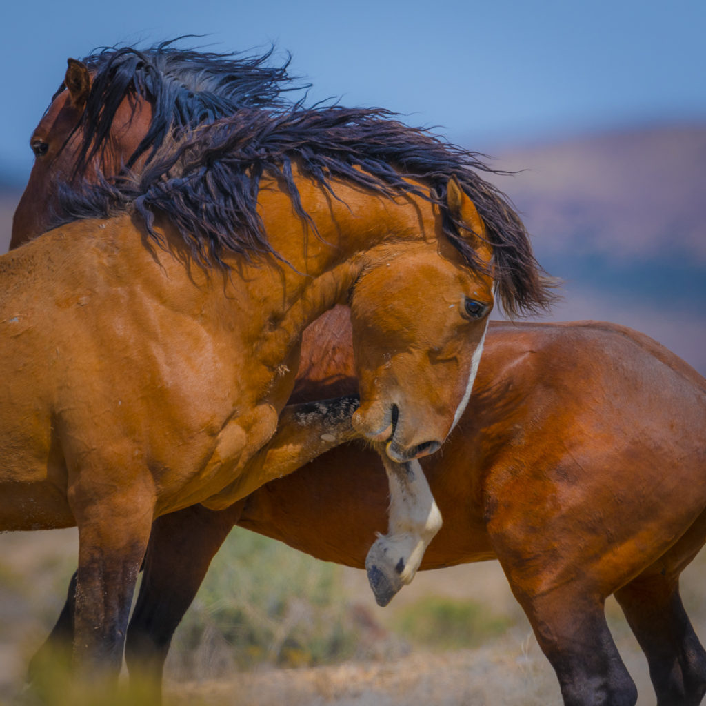wild horses, wild horse photographers, wild horse photography, photographs of wild horses, Onaqui wild horses, ghost wild horse,