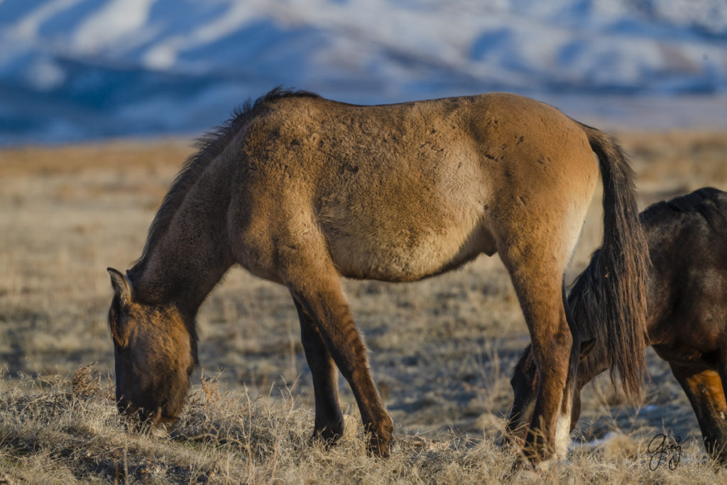 wild horse photography, wild horse photographs, fine art photographs of horses, Onaqui wild horses,