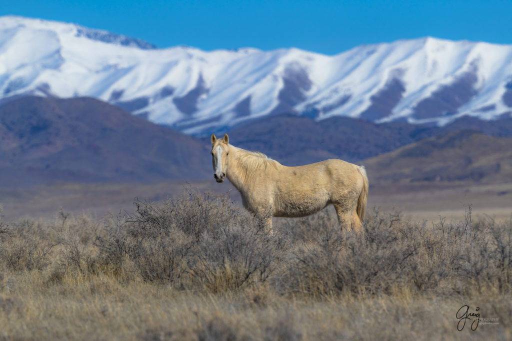 wild horse photographers, wild horse photography, wild horses, wild mustang photography