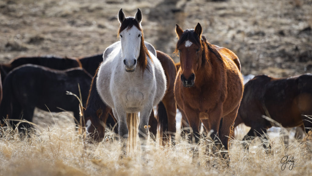 photographs of wild horses, wild horse photography, wild horse photographers, fine art photography of wild horses, mustangs onaqui wild horses,