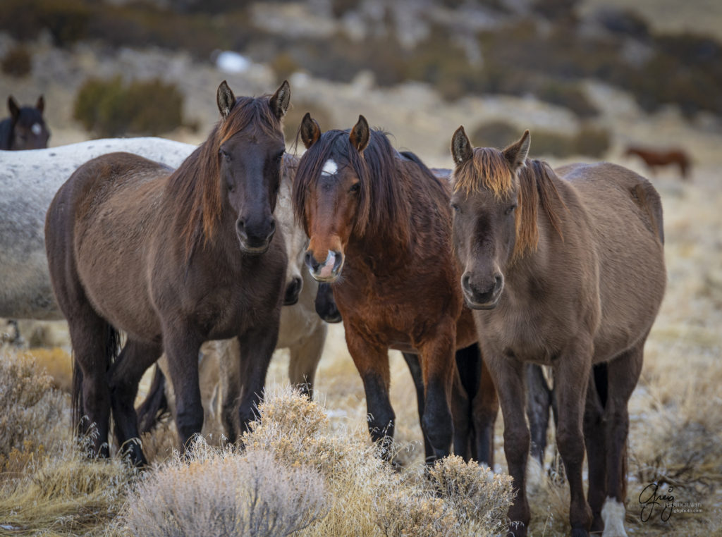 photographs of wild horses, wild horse photography, wild horse photographers, fine art photography of wild horses, mustangs onaqui wild horses,