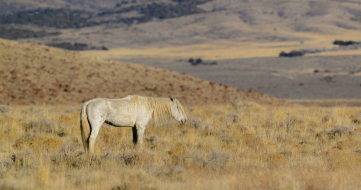 wild mustang, Onaqui herd of wild horses