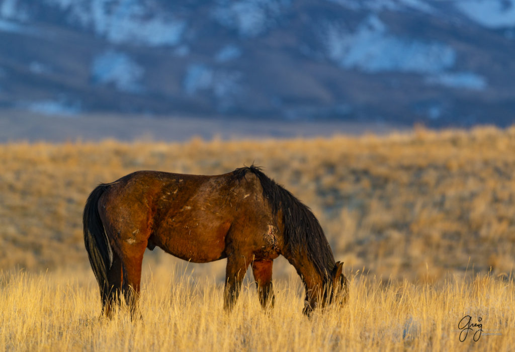 wild horse photographs in golden light, wild horse photographers, wild horses, wild mustangs, photography of wild horses