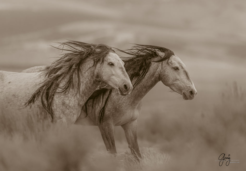 wild horses, onaqui wild horses, wild horse photographers, wild horse photographs, photographt of wild horses, equine photographers, equine