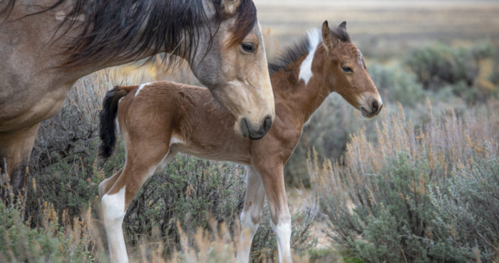 Onaqui wild horse 2020 foal