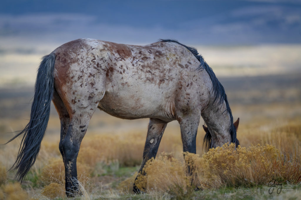 Onaqui Wild horses, wild horse foals, wild horses fighting, wild horse colts