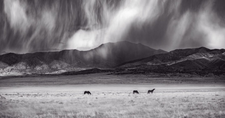 wild mustangs, wild horse photography, photograph of wild horses