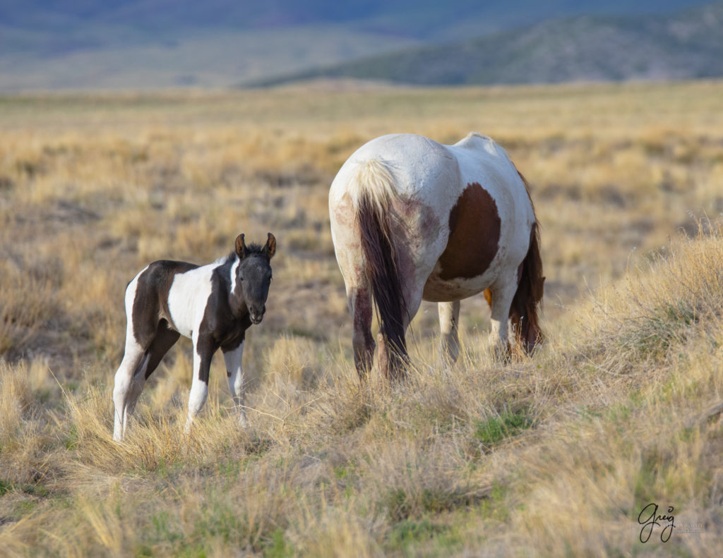 Brand new foal in the Onaqui herd of wild horses in Utah's West desert.  This foal was born May 20