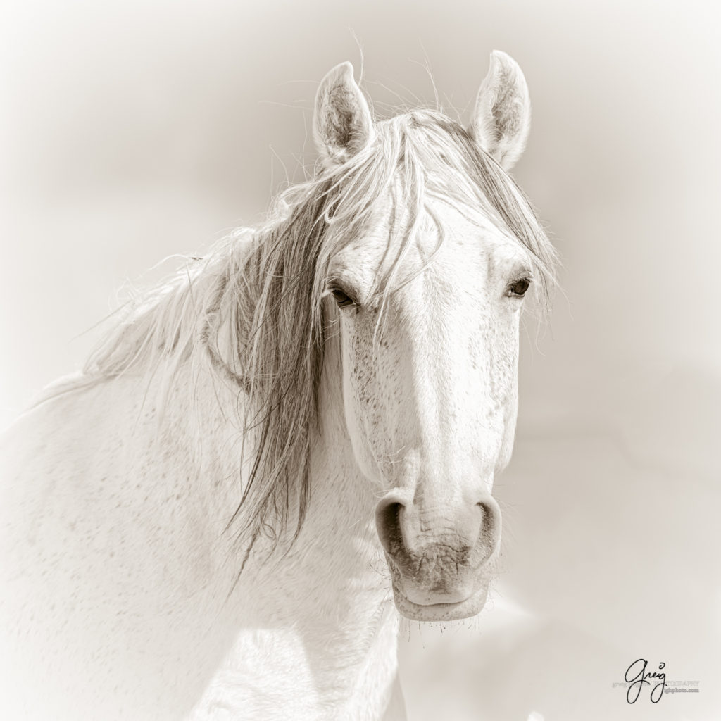 professional wild horse photography, professional wild horse photographs, professional equine photography, professional equine photographers