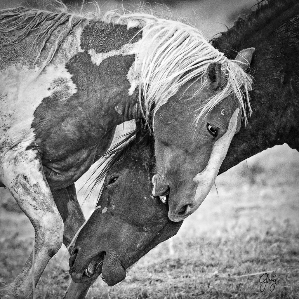 professional wild horse photography, professional wild horse photographs, professional equine photography, professional equine photographers
