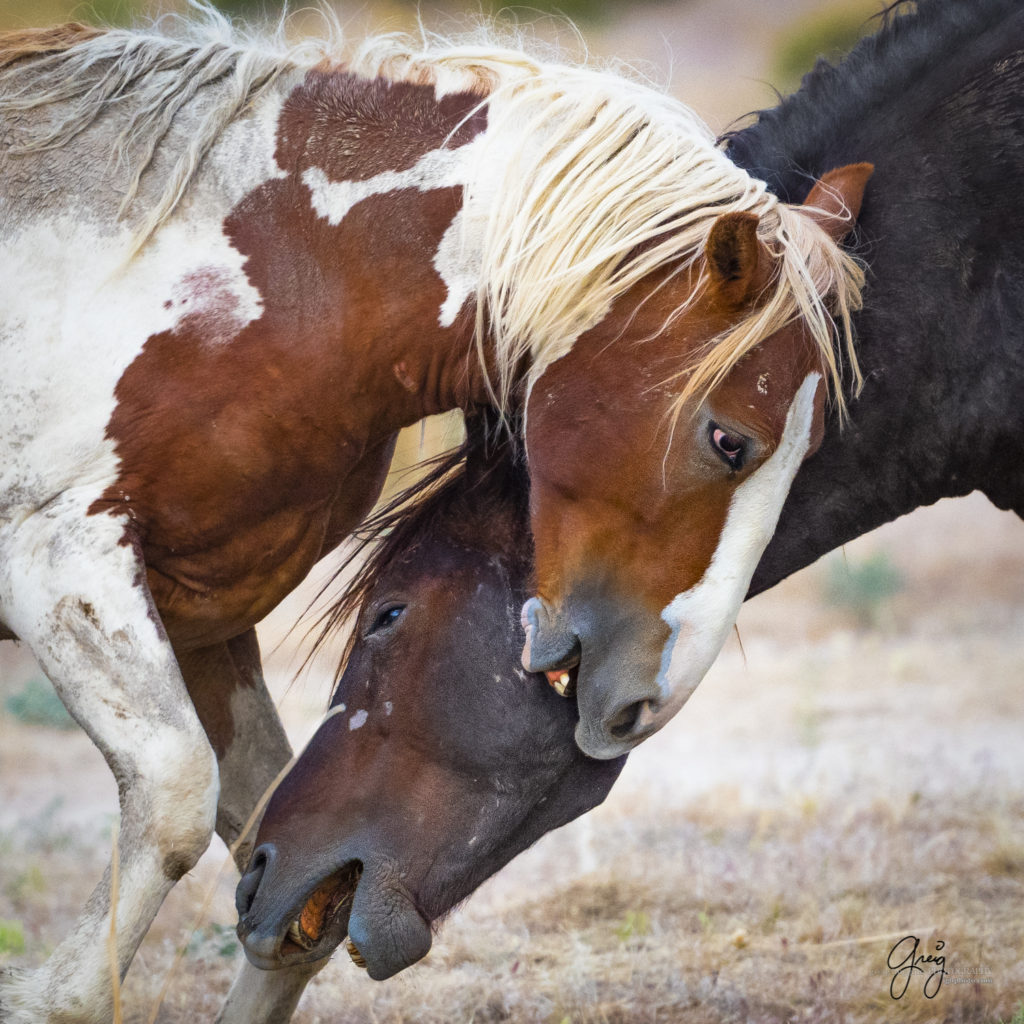 professional wild horse photography, professional wild horse photographs, professional equine photography, professional equine photographers