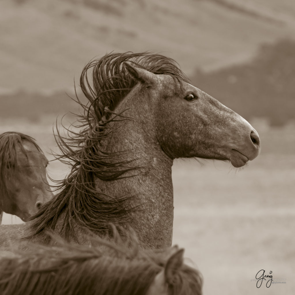 professional wild horse photography, professional wild horse photographs, professional equine photography, professional equine photographers