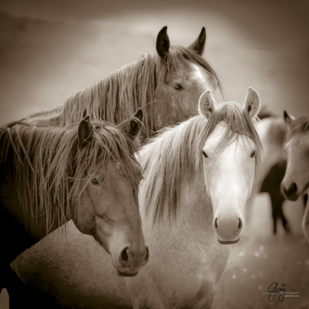 black and white sepia toned prints of wild horses, mares, foals, stallionsm mustangs, wild horse photography, wild horse photographers, fine art equine photography