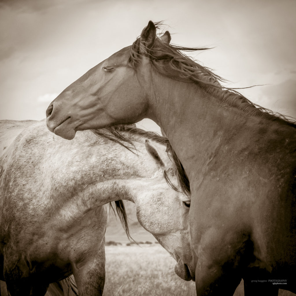 black and white sepia toned prints of wild horses, mares, foals, stallionsm mustangs, wild horse photography, wild horse photographers, fine art equine photography